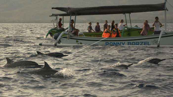 Wisata Lumba-lumba Lovina, Atraksi Dolphin liar di Lovina