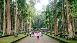 Objek Wisata Sangeh Monkey Forest Bali – Lokasi dan Harga Tiket Masuk