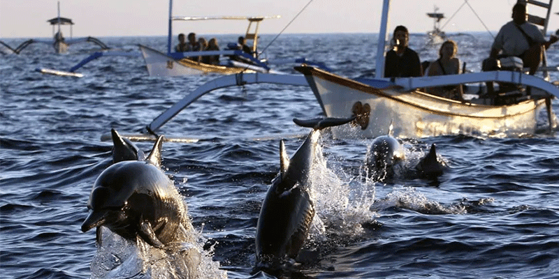 Wisata Pantai Lovina Bali