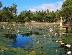 Lotus Lagoon Candidasa: Surga Teratai Indah di Bali Timur