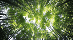 Hutan Bambu Penglipuran